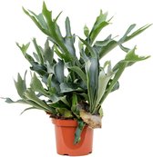 Varen – Hertshoornvaren (Platycerium Bifurcatum) – Hoogte: 60 cm – van Botanicly