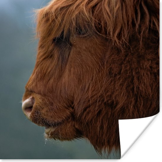 Affiche Scottish Highlander - Animaux - Brouillard - 75x75 cm