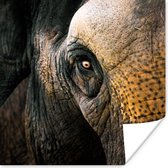 Poster Olifant - Close up - Dieren - Natuur - 100x100 cm XXL