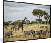 Cadre photo avec affiche - Girafes et zèbres ensemble dans les savanes du parc national du Serengeti - 30x20 cm - Cadre pour affiche