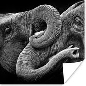 Poster Knuffelende olifanten in zwart-wit - 50x50 cm