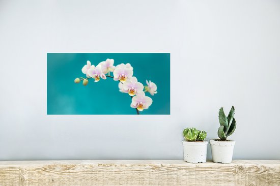 Affiche Orchidée - Fleurs - Plante - Wit - Violet - 40x20 cm