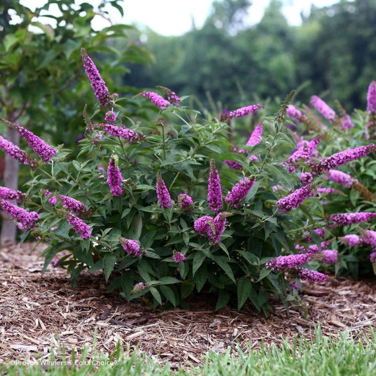 4 x Roze Dwergvlinderstruik Pink Micro Chip - Trekt Bijen en Vlinders aan - Buddleja davidii 'Pink Micro Chip' in C2(liter) pot met hoogte 20-30cm