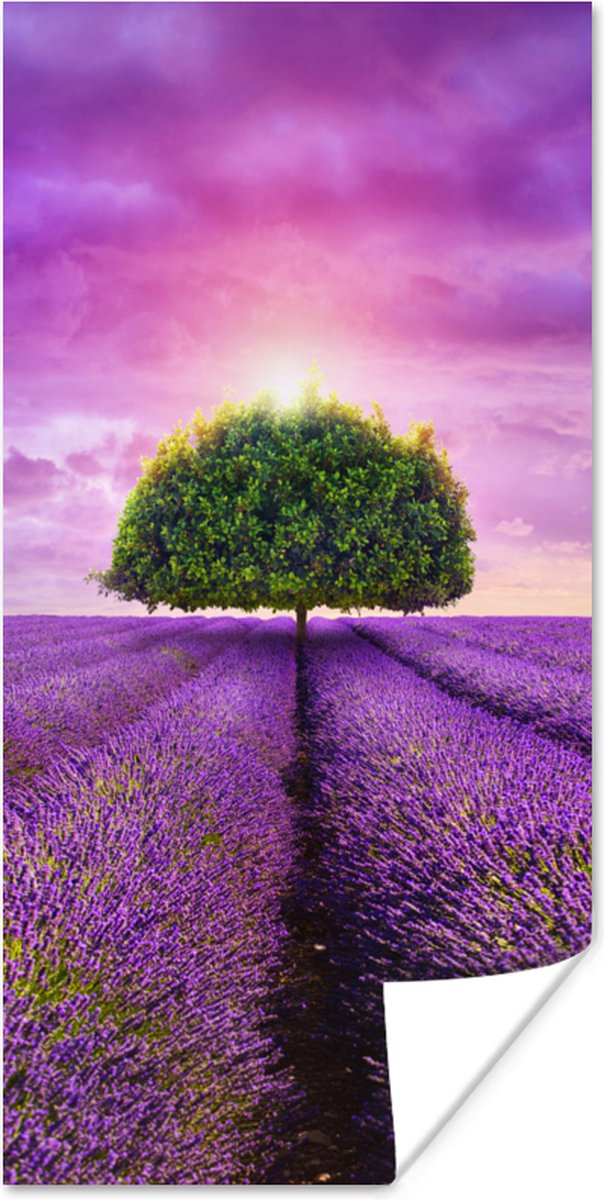 Poster Lavendel - Boom - Paars - Wolken - 40x80 cm