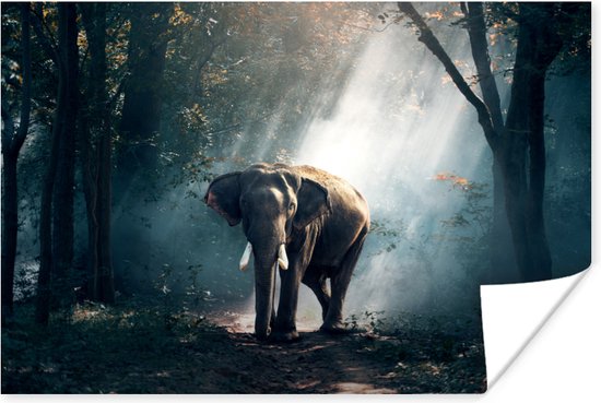 Poster Olifant - Dieren - Licht - Bos - Natuur - Wilde dieren - 30x20 cm