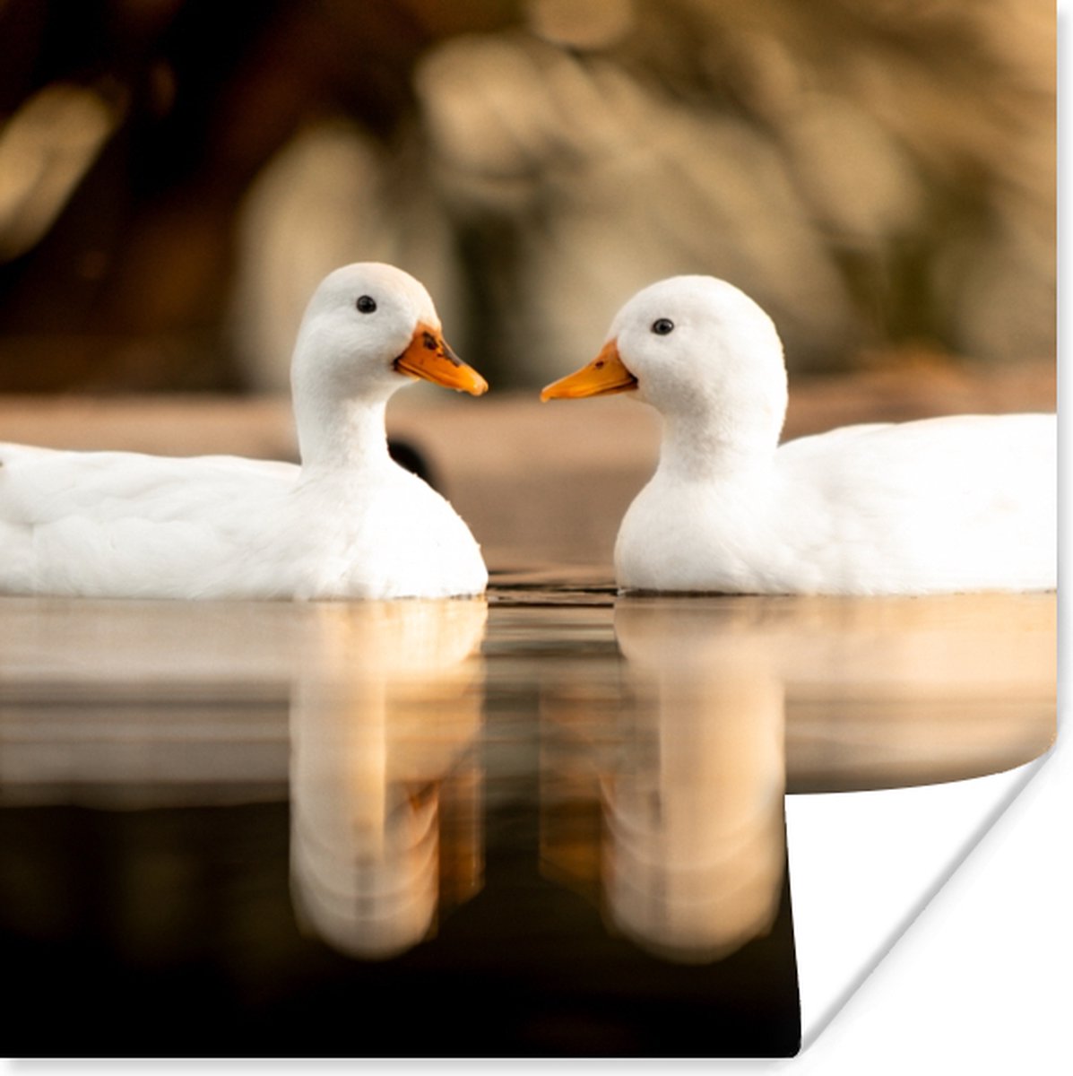 Poster Eend - Wit - Dieren - Water - Vogel - Eenden - 30x30 cm