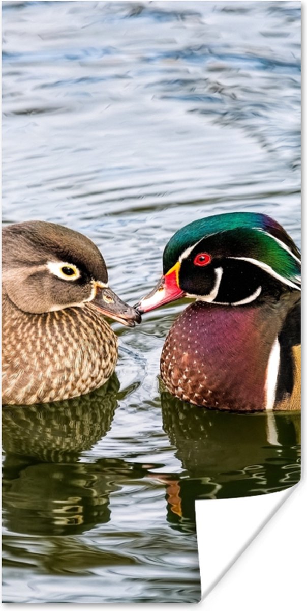 Poster Eend - Vogels - Water - Veren - Dieren - 40x80 cm