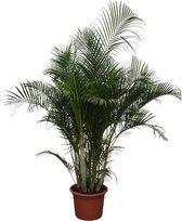 Dypsis Lutescens (Areca Palm) - Potmaat 50cm - Hoogte 280cm