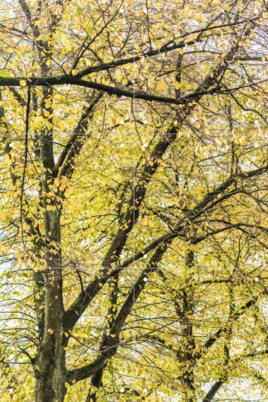 IXXI Yellow Autumn Trees - Wanddecoratie - Fotografie - 40 x 60 cm