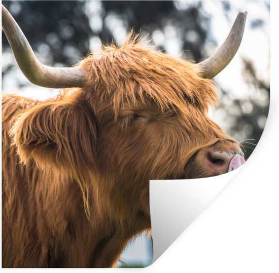 Stickers Stickers muraux - Highlander écossais - Léger - Printemps - 50x50 cm - Feuille adhésive