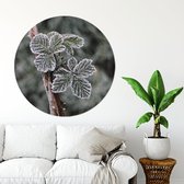 plant gelée cercle mural Ø 20 cm / Forex