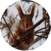 Label2X - Muurcirkel squirrel - Ø 12 cm - Forex - Multicolor - Wandcirkel - Rond Schilderij - Muurdecoratie Cirkel - Wandecoratie rond - Decoratie voor woonkamer of slaapkamer