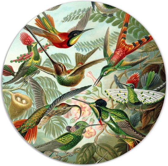 Label2X - Muurcirkel hummingbirds van Ernst Haeckel - Ø 30 cm - Dibond - Multicolor - Wandcirkel - Rond Schilderij - Muurdecoratie Cirkel - Wandecoratie rond - Decoratie voor woonkamer of slaapkamer
