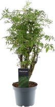 Trendyplants - Polyscias Hawaiiana Ming - Aralia - Kamerplant - Hoogte 35-55 cm - Potmaat Ø12cm