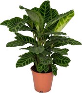 Trendyplants - Calathea Zebrina - Pauwenplant - Kamerplant - Hoogte 70-90 cm - Potmaat Ø19cm