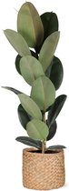 NatureNest - Rubberplant - Ficus Elastica Robusta - 1 Stuk - 90cm