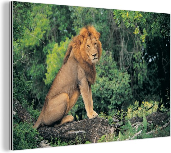 Lion assis sur une branche Aluminium 30x20 cm - petit - Tirage photo sur aluminium (décoration murale métal)