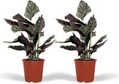 FloraFiesta - Olifantsoor - Alocasia Portodora - Pot ø32 cm - Hoogte 150 cm