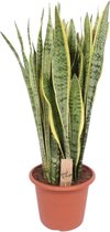 Plantenboetiek.nl | Sansevieria Trifasciata Laurentii - Ø 30cm - Hoogte 110cm