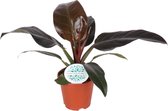 Plantenboetiek.nl | Philodendron Imperial Red - Kamerplant - Hoogte 50cm - Potmaat 17cm
