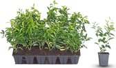 18 stuks | Portugese Laurier P9-tray - Bloeiende plant - Compacte groei - Insectenlokkend - Populair bij vogels - Vruchtdragend - Wintergroen