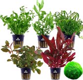 vdvelde.com - Aquariumplanten - 5 stuks + 5 Mosballen - Aquarium- en zuurstofplant - 10 planten - Plaatsing: in de bodem – los