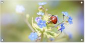 Tuinposter Lieveheersbeestje - Bloem - Lente - 80x40 cm - Wanddecoratie Buiten - Tuinposter - Tuindoek - Schuttingposter - Tuinschilderij