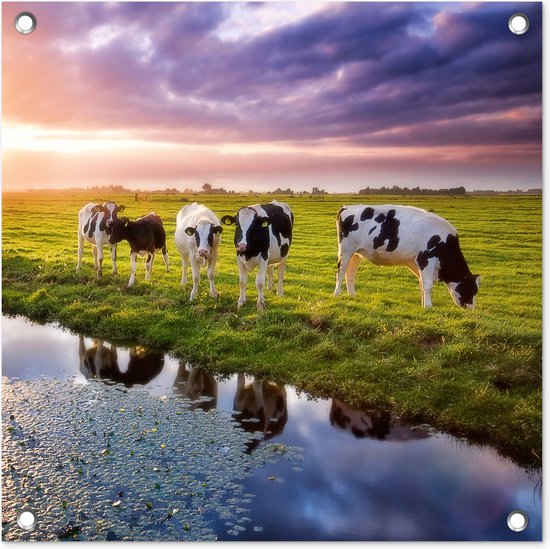 Tuinposters Koeien tijdens een zonsondergang - 50x50 cm - Tuindoek - Buitenposter