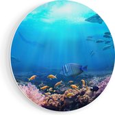 Artaza Forex Muurcirkel Vissen met Haaien in de Oceaan met Koraalrif - 70x70 cm - Wandcirkel - Rond Schilderij - Wanddecoratie Cirkel - Muurdecoratie