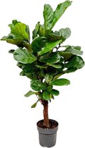 MaatShopXL | Ficus Lyrata Vertakt - 160Cm - Ø30