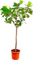 Ficus Lyrata boom XXXL - 300cm - ø55