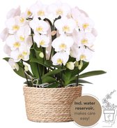 Kolibri Orchids | Witte Orchideeënset In Reed Basket Incl. Waterreservoir | Drie Gebogen Witte Orchideeën Niagara Fall 12Cm | Mono Bouquet Wit Met Zelfvoorzienend Waterreservoir