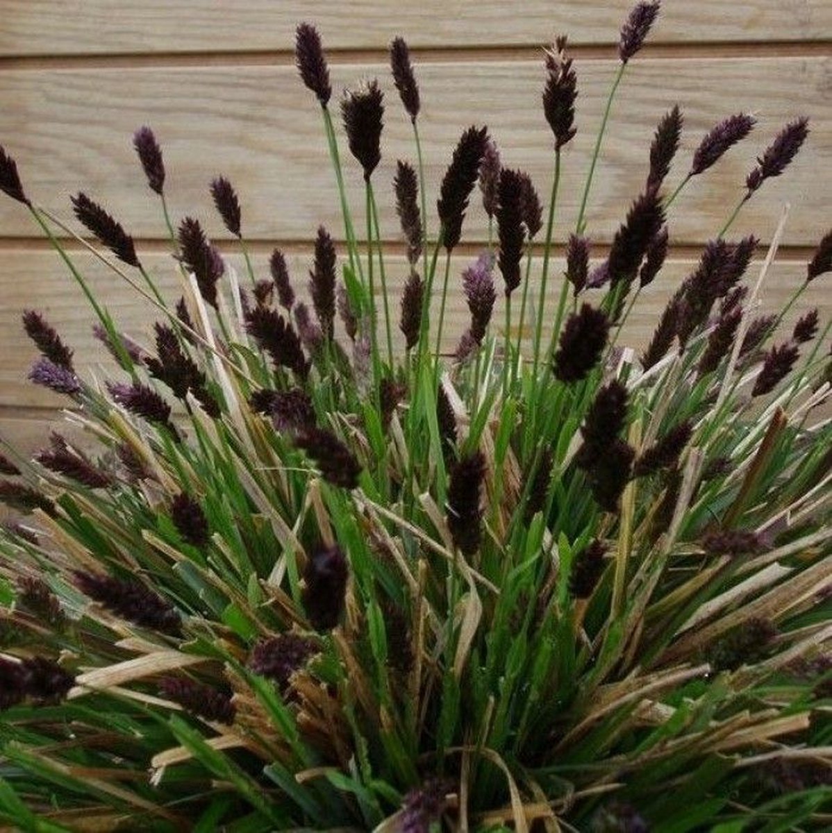 6 x Blauwgras Siergras Wintergroen - Sesleria heufleriana in 9x9cm pot met hoogte 5-10cm