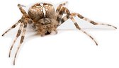 Spinnen Weg Spray - Concentraat - PestiNext - Spinvrij - Spinnen weren - Spinnen verjagen