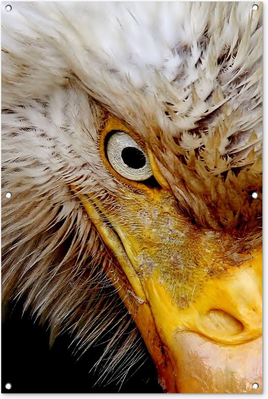 Poster Vogels - Toekan, poster (120 x 80 cm
