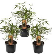 Plant in a Box - Fargesia scabrida Asian Wonder - Set van 3 - Niet woekerende rode bamboe - Pot 13cm - Hoogte 25-40cm
