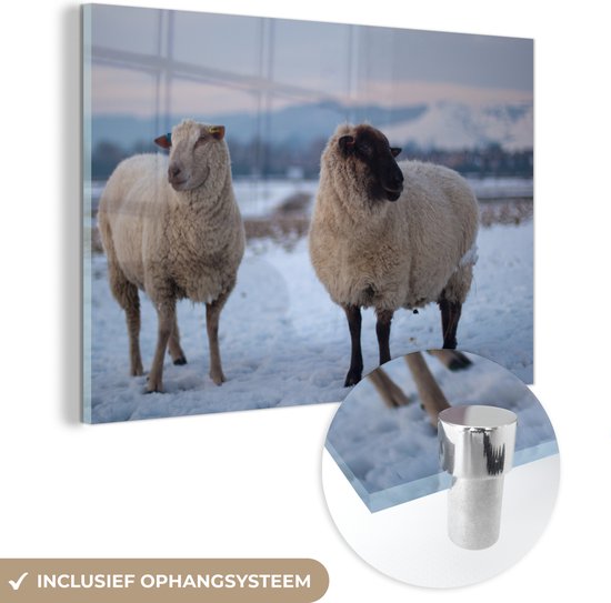 Deux moutons dans la neige Glas 120x80 cm - Tirage photo sur Glas (décoration murale en plexiglas)