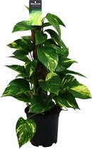 Plantenboetiek.nl | Scindapsus (Epipremnum) - Ø15cm - 40-50cm hoog - Kamerplant - Groenblijvend
