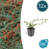 FloraFiesta - Dwermispel / Heester- Cotoneaster dammeri - Set van 12 - Hoogte 15-20cm - Potmaat Ø9cm