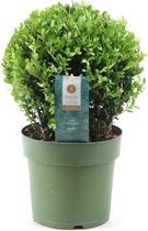 Plant in a Box - Ilex crenata 'Japanse Hulst' bolvorm - Buxusvervanger - Tuinplant - ⌀17cm - Hoogte 30-40cm