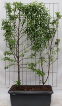 Fruitboom – Peer (Pyrus Communis) – Hoogte: 180 cm – van Botanicly