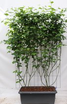 Bessenplant – Braam (Rubus frut Black Satin) – Hoogte: 180 cm – van Botanicly