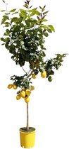 Fruitboom – Citroenboom (Citrus Lemon) – Hoogte: 180 cm – van Botanicly