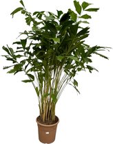 Trendyplants - Caryota Mitis - Vissenstaartpalm - Kamerplant - Hoogte 200-220 cm - Potmaat Ø40cm