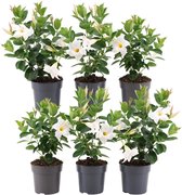 Plantenboetiek.nl | Dipladenia Mandevilla wit | 6 stuks - Ø12cm - 25cm hoog - Tuinplant - Multideal