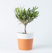 Bloomgift | Kamerplanten | Olijfboompje | Incl. pot | ↕ 35cm | Ø 13 cm