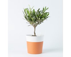 BloomKado | Kamerplanten | Olijfboompje | Incl. pot | 35cm | Ø 13 cm