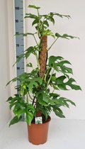 Monstera – Gatenplant (Monstera Minima) – Hoogte: 80 cm – van Botanicly