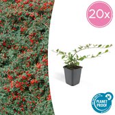 Struiken – Dwergmispel (Cotoneaster dammeri) – Hoogte: 15 cm – van Botanicly