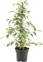 Groene plant – Treurvijg (Ficus benjamina Twilight) – Hoogte: 55 cm – van Botanicly
